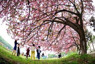 樱花校园最新大爆料,独家爆料带你探秘校园风云  第2张